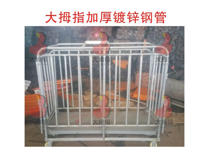 大拇指種豬測定秤